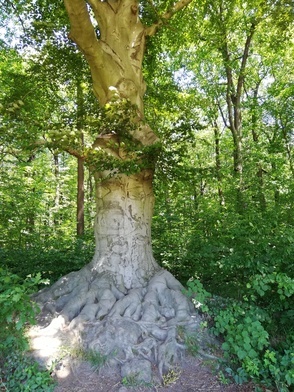 Spotkania z przyrodą: Galeria pod chmurką