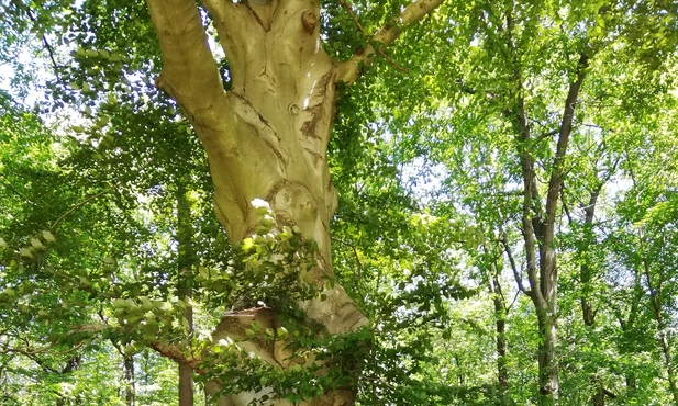 Spotkania z przyrodą: Galeria pod chmurką