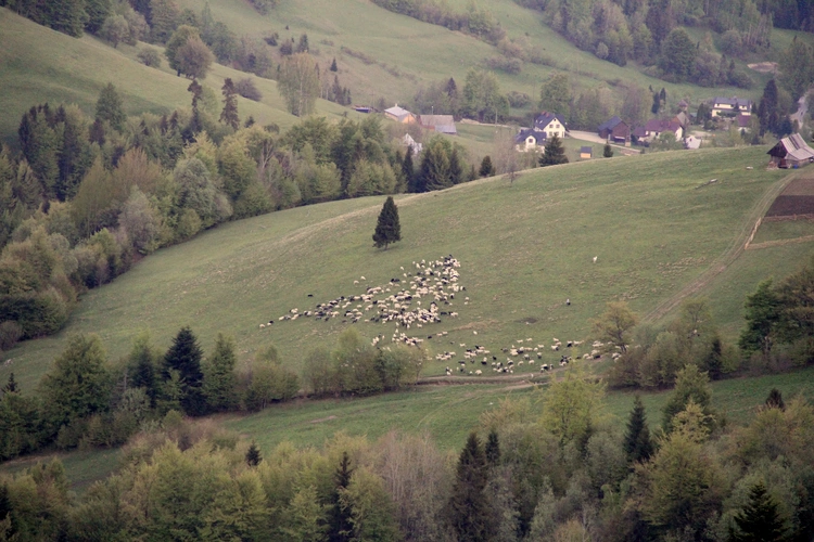 Gorc i Gorce