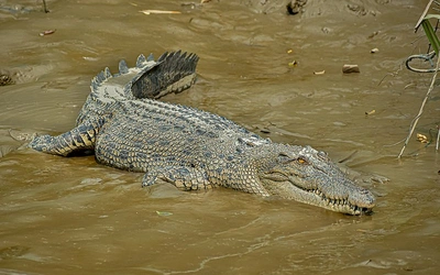 Krokodyl