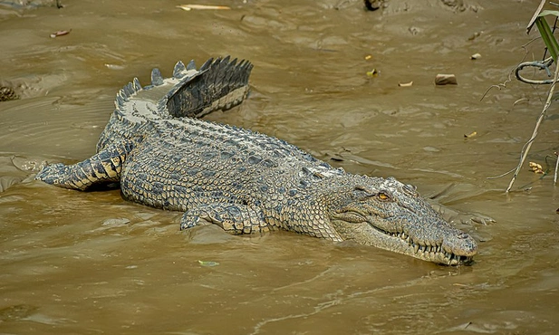 Krokodyl