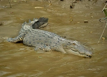 Krokodyl