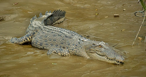 Krokodyl