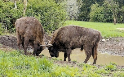 Zwierzęta mają tu do dyspozycji 8 hektarów lasów i łąk.