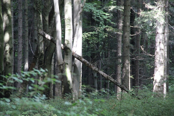 Kamionna. Góra, wieża, rezerwat i wieś