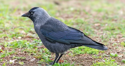 Kawka