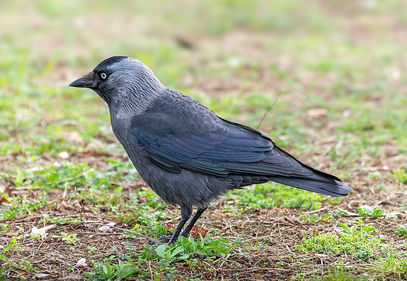 ¿Qué mata a los pájaros de Varsovia?