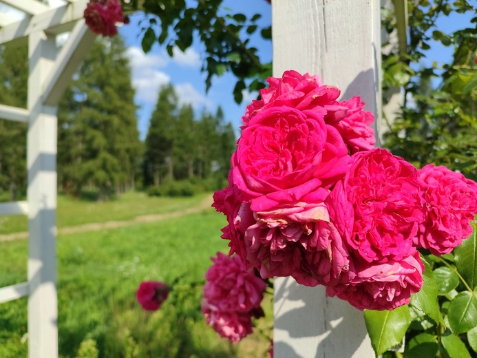 Stradomia Dolna. Odpoczynek w arboretum leśnym