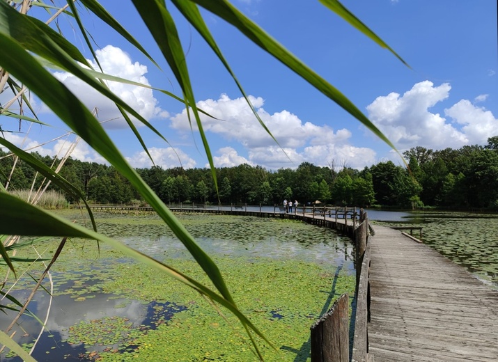 Stradomia Dolna. Odpoczynek w arboretum leśnym