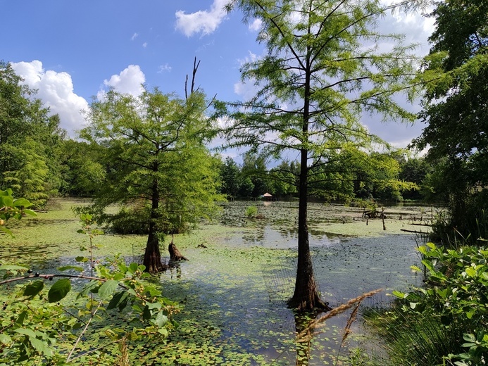 Stradomia Dolna. Odpoczynek w arboretum leśnym