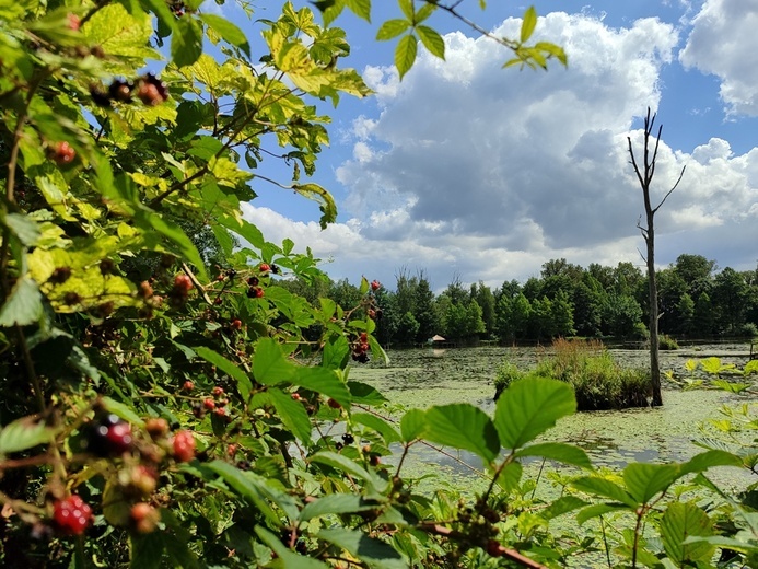 Stradomia Dolna. Odpoczynek w arboretum leśnym