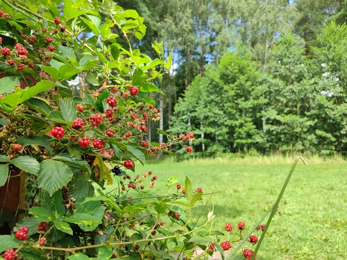 Stradomia Dolna. Odpoczynek w arboretum leśnym