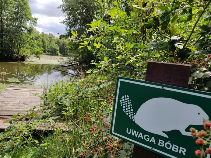 Stradomia Dolna. Odpoczynek w arboretum leśnym