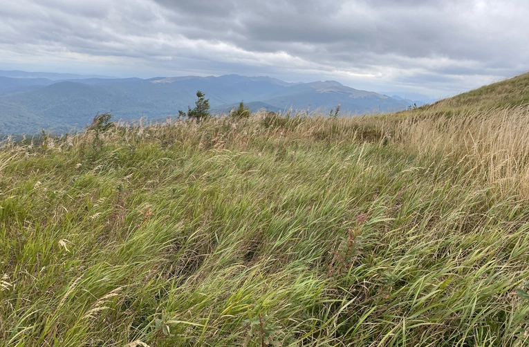 W Krainie Łagodności