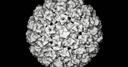 Mężczyźni zainfekowani HPV mogą mieć kłopoty z płodnością i odpornością