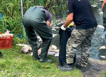 Po miesiącu nadal codziennie zbierane są setki kilogramów śniętych zwierząt.