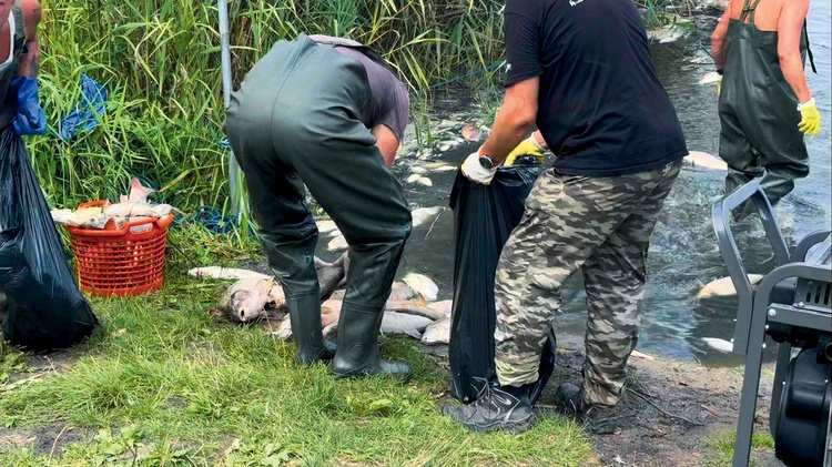 Po miesiącu nadal codziennie zbierane są setki kilogramów śniętych zwierząt.