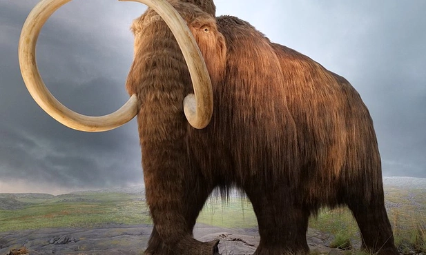 Mamut. Tak mógł wyglądać