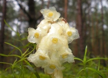 Korzeniówka