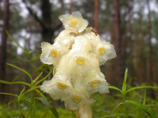 Korzeniówka