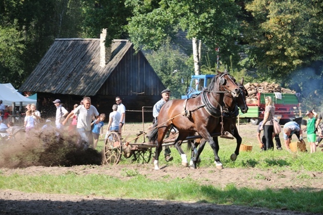 Festiwal Ziemniaka