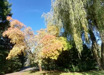 Barwy jesieni