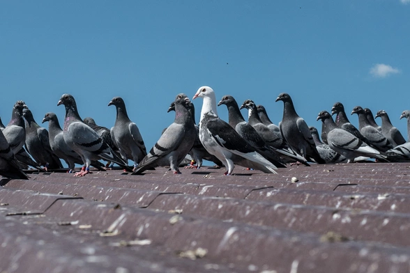 Spotkania z przyrodą: Od smoka do gołębia