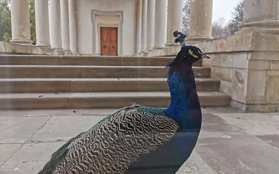 	Na zwiedzanie zaprasza także Muzeum Łazienki Królewskie.
