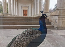 	Na zwiedzanie zaprasza także Muzeum Łazienki Królewskie.