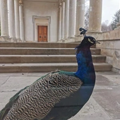 	Na zwiedzanie zaprasza także Muzeum Łazienki Królewskie.