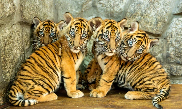W zoo urodziły się 4 tygrysy sumatrzańskie