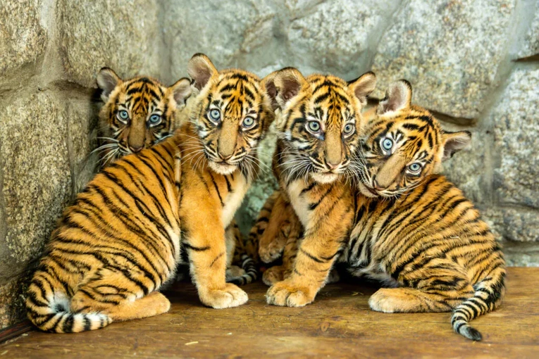 W zoo urodziły się 4 tygrysy sumatrzańskie