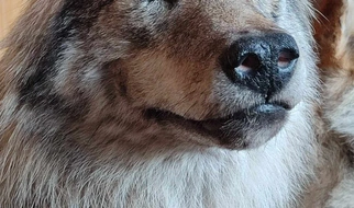 Kiedy zaczęto preparować zwierzęta? To długa historia