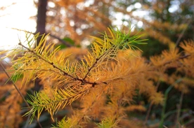 Spotkania z przyrodą: Trzy skrzydlate zauważenia