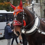 Radosna Parada Niepodległości we Wrocławiu