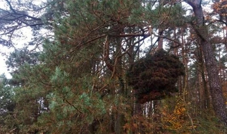 Czym jest czarcia miotła? Gdzie ją znaleźć?