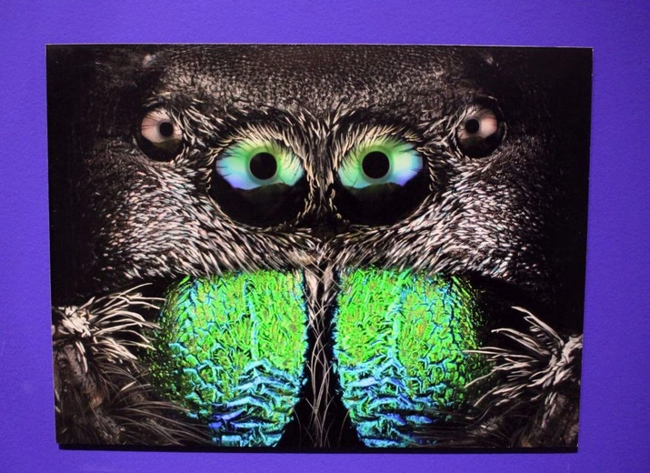 Fotografia jest wszędzie. Wystawa dla dzieci i dorosłych