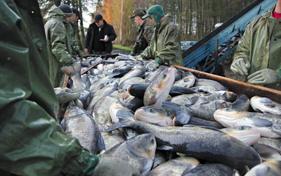 Gdzie pływa karp, zanim trafi na wigilijny stół?