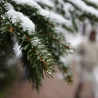 Najstarsza „choinka” świata jest w Steyr-Christkindl