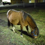 Żywa szopka w Sandomierzu