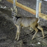 Żywa szopka w Sandomierzu
