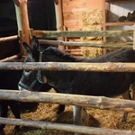 Żywa szopka w Sandomierzu