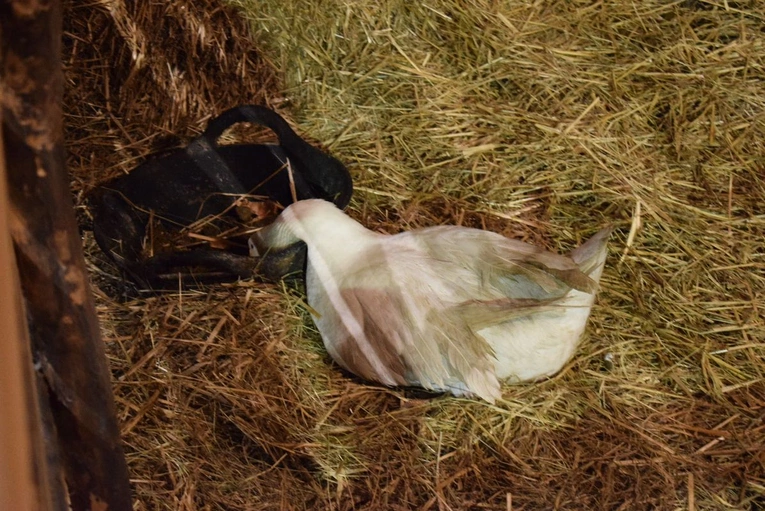 Żywa szopka w Sandomierzu