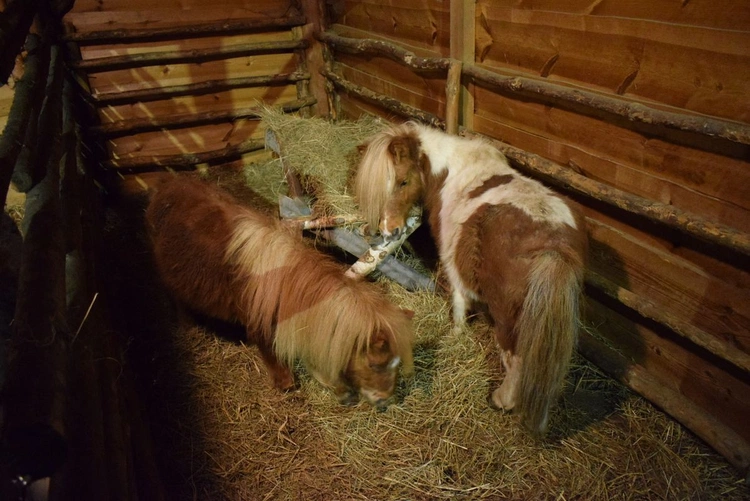 Żywa szopka w Sandomierzu