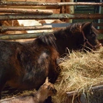 Żywa szopka w Sandomierzu