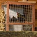 Żywa szopka w Sandomierzu