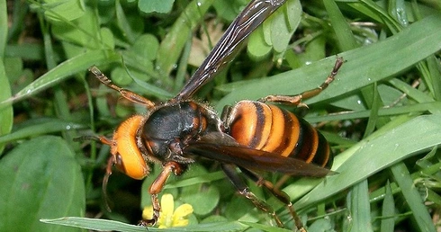 Szerszeń azjatycki