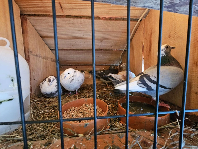 Żywa szopka w Niedźwiedzy