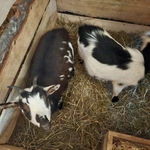 Żywa szopka w Niedźwiedzy