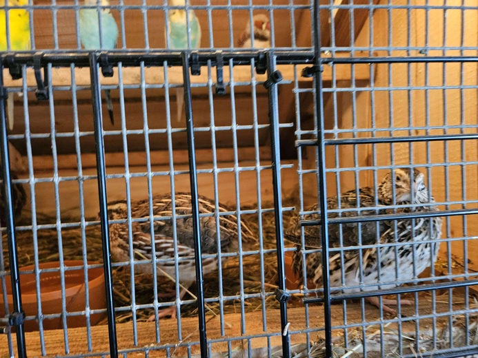 Żywa szopka w Niedźwiedzy